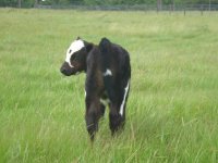 08-30-08 calves 075a.JPG