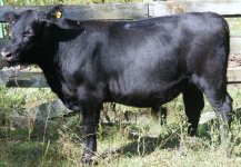 calves 2008 020--1.jpg