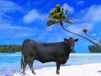 cow_on_beach copy.jpg