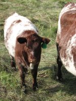 Heifers 08 048.jpg