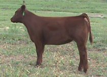 Faultless%20heifer%20web%20page.jpg