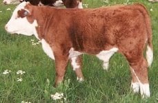 Lucifer calf resize.jpg