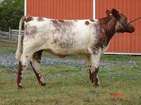 Cornerstone ET Bred HEifer 007 Resize.JPG