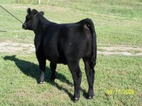 Tyson heifer 1.JPG