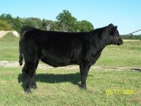 Tyson heifer 2.JPG