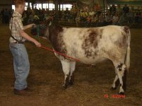 Cornerstone ET Class Winner VA Beef Expo 2008 Resize.JPG