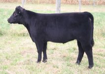 143 heifer R4.jpg