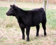 143 heifer BR.jpg