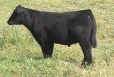 polygraph%20steer%2055_small.jpg