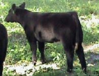 Hannibal%20%20profile1_small.jpg