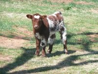 calf pics 001.jpg