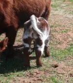 calf pics 002.jpg