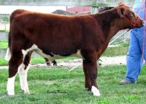 Brad's steer for sale 2.jpg