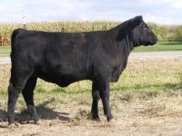 14 heifer side.jpg