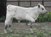 june calf --0810 x yj .JPG