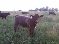 Renegade bull calf resized.jpg