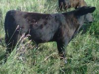 51A Walks Alone Steer.jpg
