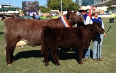 EKKA Interbreed Champion.jpg