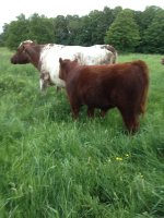 Swagger bull calf June 2012.JPG