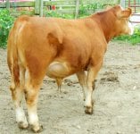 Bull calf 030_crop.jpg