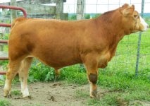 Bull calf 036_crop.jpg