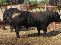 bulls 021 (800x600).jpg
