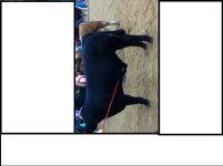 Steer - Aug 2013.jpg