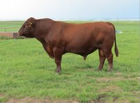 SASKVALLEY IMPERIAL 64X.jpg