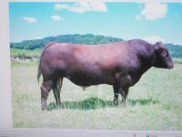 cattle pictures 042.jpg