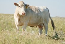 453- DONOR COW   .JPG