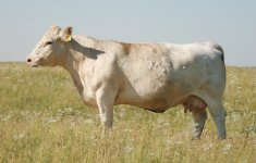 453 donor cow --LT UNLIMITED EASE  9108.JPG