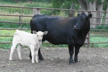 574 x 7308  Progress Charolais bull.JPG