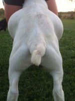 roosterrear[1].jpg