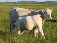 113 -first calf HOODOO bred heifer .JPG