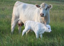 837 -- Calf sired by 79 Y.JPG