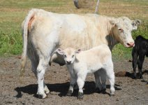 774-  PB CHAROLAIS Cow  X WALK ALONE  calf- 2013.JPG