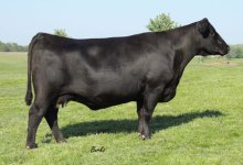 Burks_55UCow.jpg