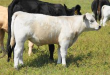 Grandson of KRIS BLACK bull GEORGE -steer 2013.JPG