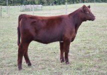 030 heifer resize.jpg