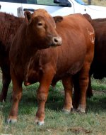 red angus bull3.jpg
