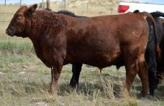 red angus bull1.jpg