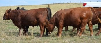 red angus bull2.jpg