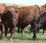 red angus bull.jpg