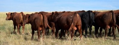 yearling bulls.jpg