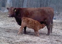 Petunia calf A5 March 26.jpg