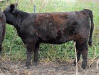 3433heifer10-3-13.jpg