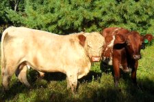 galloway red angus2013 085.jpg