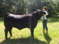 maine x brangus heifer.jpg