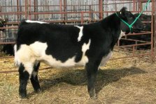 CWA Picasso 1 Heifer.jpg