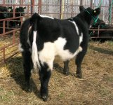 CWA Picasso 2 Heifer.jpg